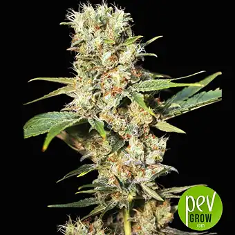 Missing in Barcelona - Eva Seeds