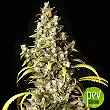 Monster - Eva Seeds