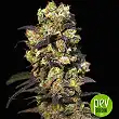 Pink Plant - Eva Seeds