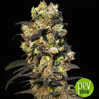 Pink Plant - Eva Seeds