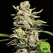 TNT Kush - Eva Seeds