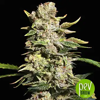 TNT Kush - Eva Seeds