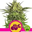 Haze Berry - Royal Queen Seeds