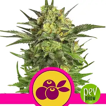 Haze Berry - Royal Queen Seeds