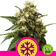 Ice - Royal Queen Seeds