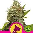 Kali Dog - Royal Queen Seeds Kali Dog - Royal Queen Seeds