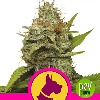 Kali Dog - Royal Queen Seeds