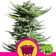 Shining Silver Haze - Royal Queen Seeds