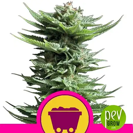 Shining Silver Haze - Royal Queen Seeds