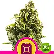 Sour Diesel - Royal Queen Seeds