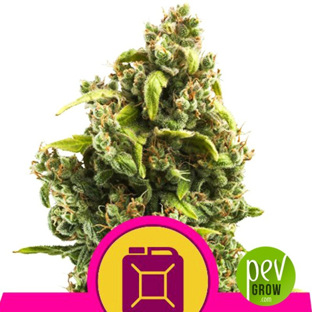 Sour Diesel - Royal Queen Seeds