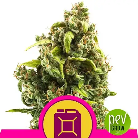 Sour Diesel - Royal Queen Seeds