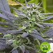 Biddy Early - Serious Seeds Biddy Early - Serious Seeds