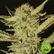 Bubble Gum - Serious Seeds