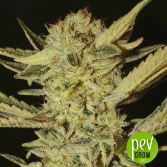 Bubble Gum Serious Seeds