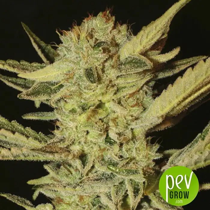 Bubble Gum - Serious Seeds