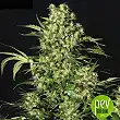 Chronic - Serious Seeds