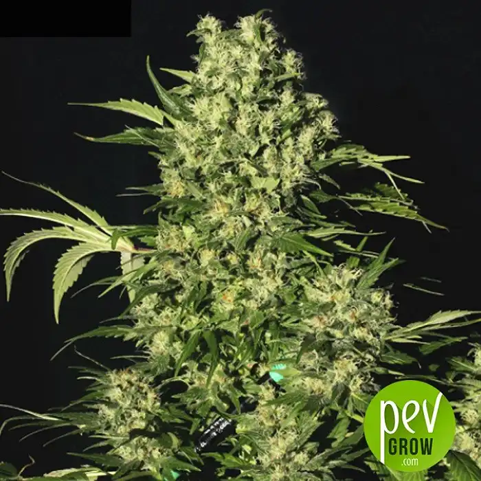 Chronic - Serious Seeds