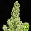 White Russian - Serious Seeds