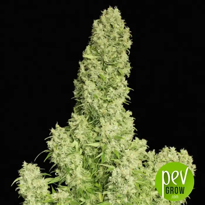 White Russian - Serious Seeds