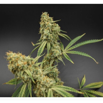 Banana Jack OG