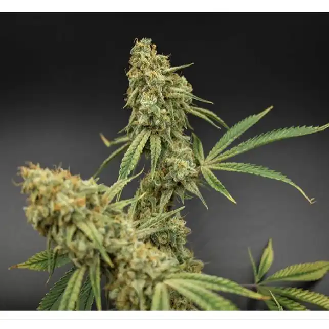 Banana Jack OG - Subcool's the Dank Banana Jack OG - Subcool's the Dank