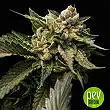 Strawberry Sorbet - DNA Genetics