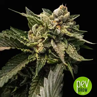 Strawberry Sorbet - DNA Genetics