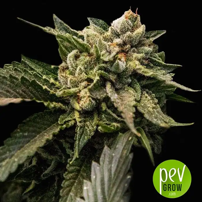 Strawberry Sorbet - DNA Genetics