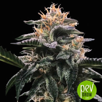 Banana Sorbet - DNA Genetics