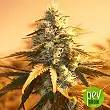 ak-48-nirvana-seeds
