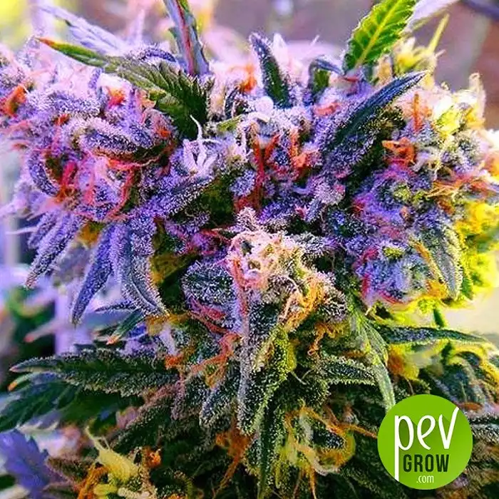 aurora-indica-nirvana-seeds