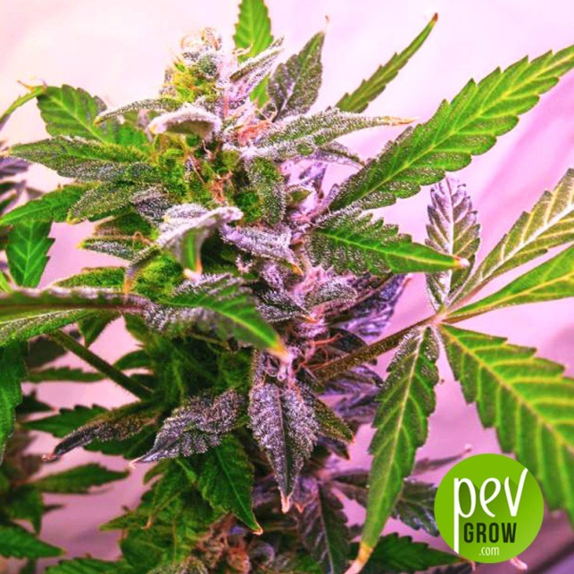 blue-mystic-nirvana-seeds