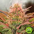 bubblelicious-nirvana-seeds