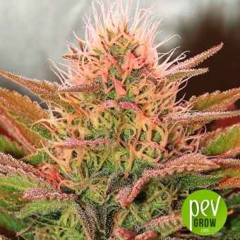 bubblelicious-nirvana-seeds