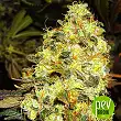 ice-nirvana-seeds