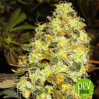ice-nirvana-seeds