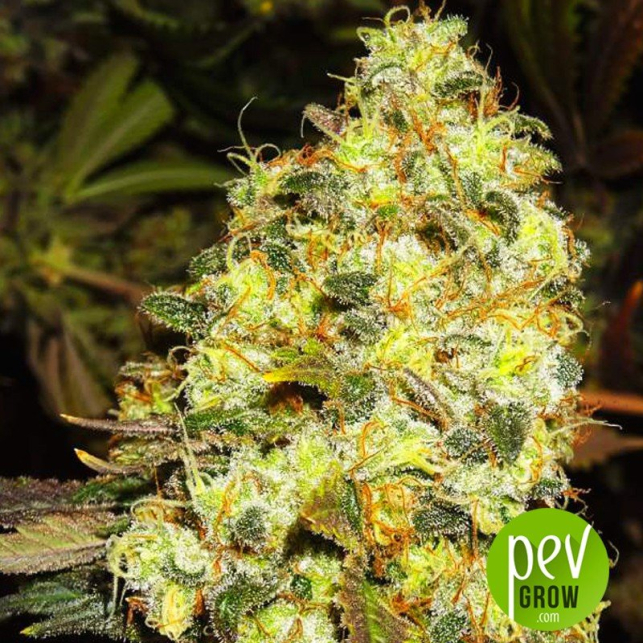 ice-nirvana-seeds
