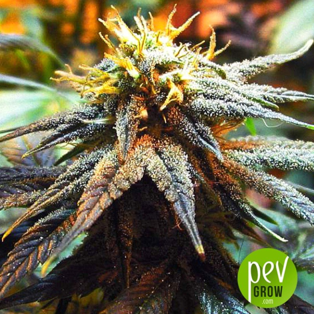 mango-skunk-nirvana-seeds