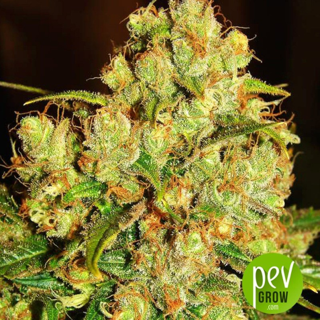 master-kush-nirvana-seeds