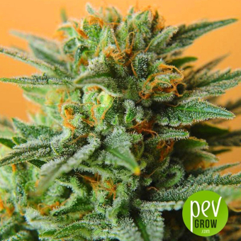 Papaya Nirvana feminisiert