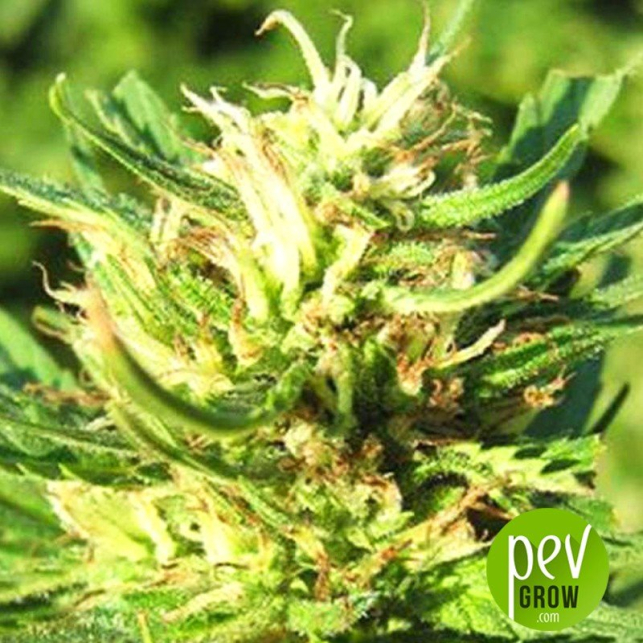 super-skunk-nirvana-seeds