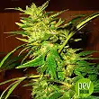 swiss-cheese-nirvana-seeds swiss-cheese-nirvana-seeds