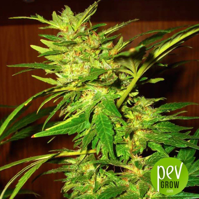 swiss-cheese-nirvana-seeds
