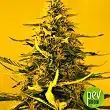 white-widow-nirvana-seeds