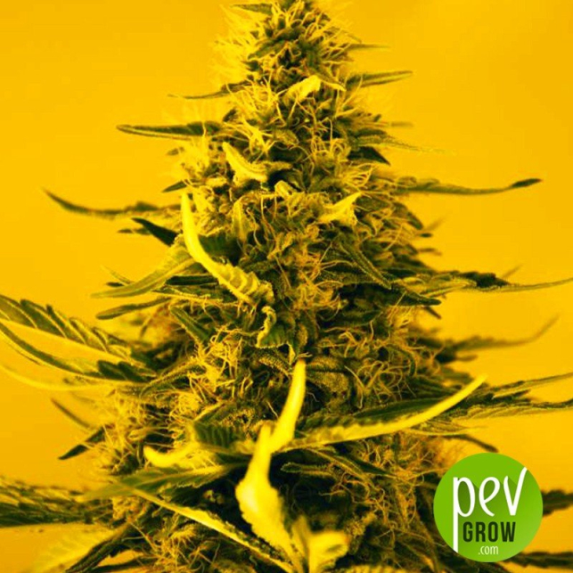 White Widow Nirvana Feminisierte Samen 2279