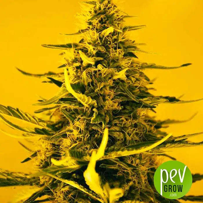 white-widow-nirvana-seeds