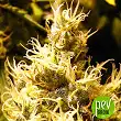 wonder-woman-nirvana-seeds