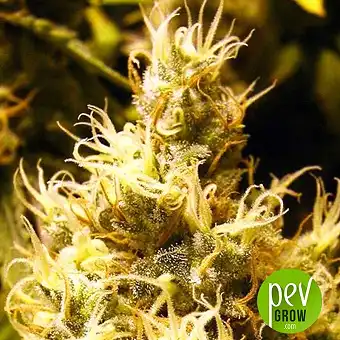 wonder-woman-nirvana-seeds