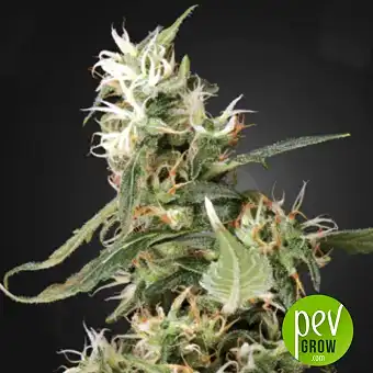 arjans-ultra-haze-1-green-house - Green House